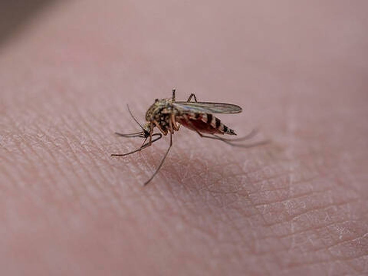 Foto: Un mosquito. (Pixabay)