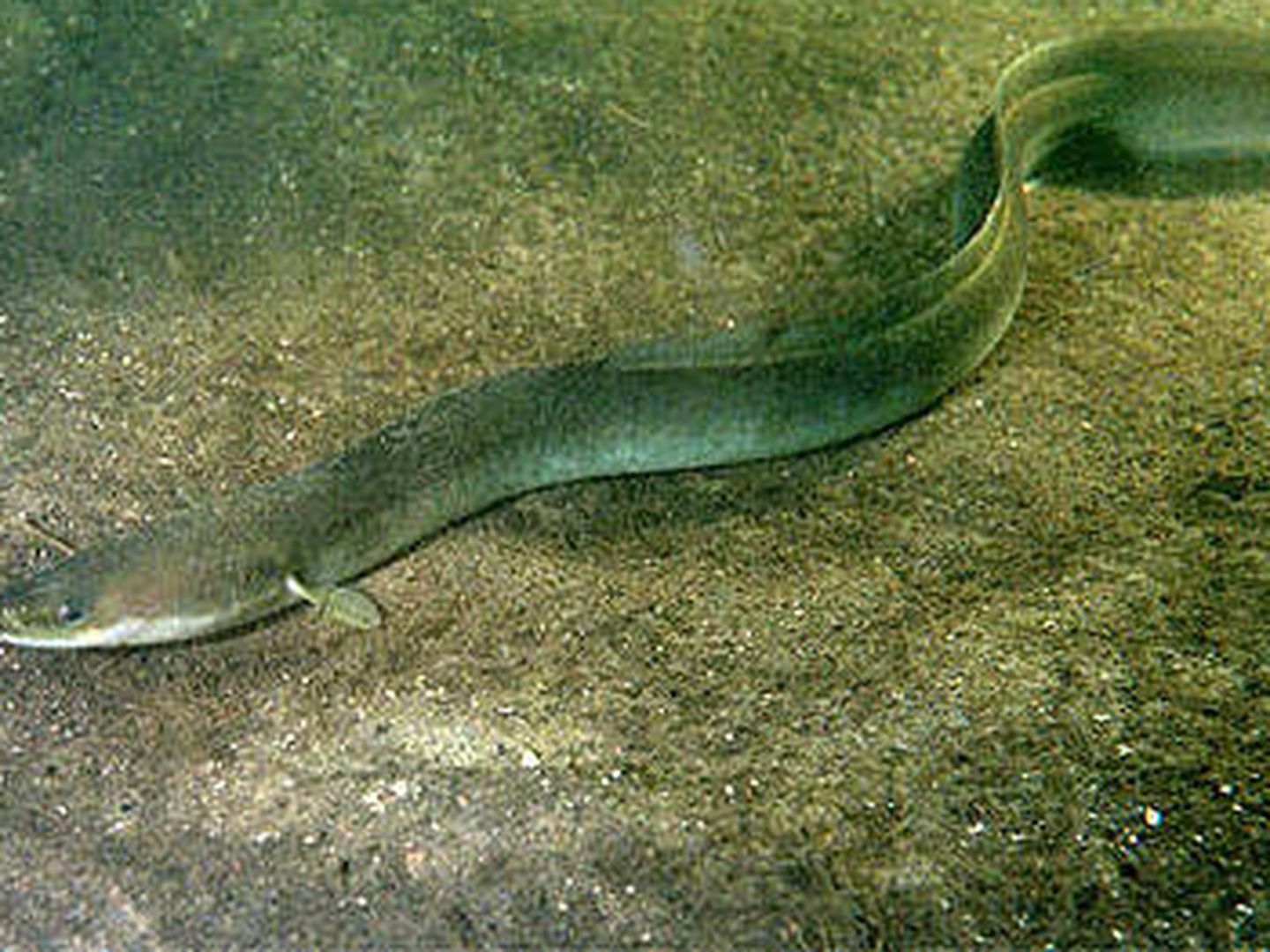 Una anguila europea, una de las especies afectadas. 