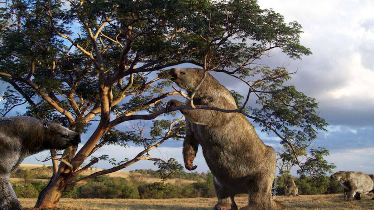 El último año del perezoso terrestre gigante: así vivió este bicho de cuatro metros de alto