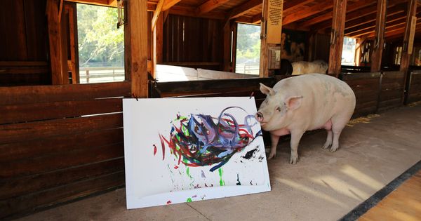 Foto: Pigcasso, junto a una de sus creaciones en el santuario donde vive (Reuters/Sumaya Hisham)