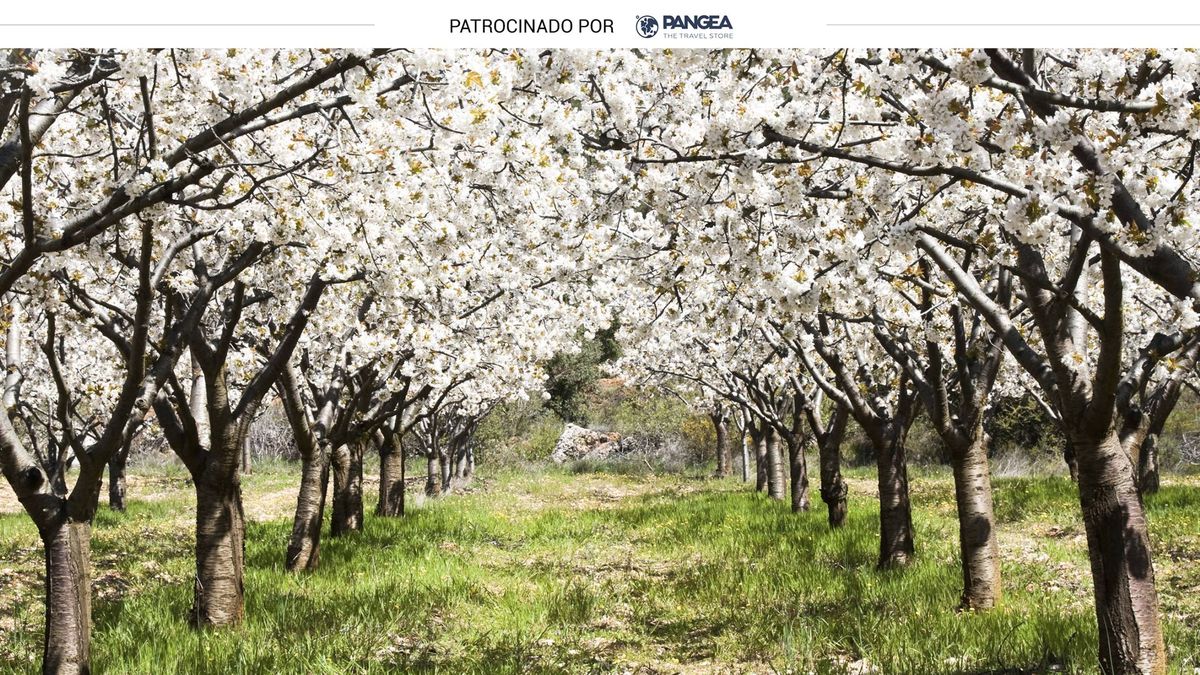 Valle del Jerte: excursiones para conocer los cerezos en flor