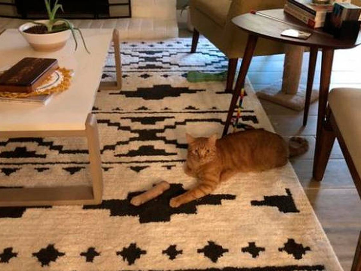 Foto: El efecto óptico lleva a pensar que el felino había perdido una pata (Twitter)