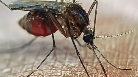 7 remedios contra las picaduras de mosquito habituales e ¿inútiles?