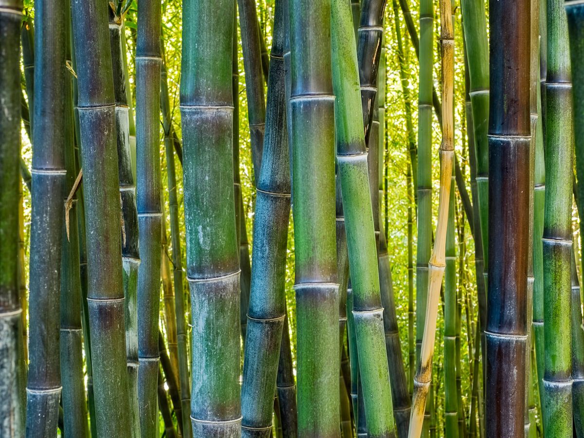 Foto: Plantación de bambú. (iStock)