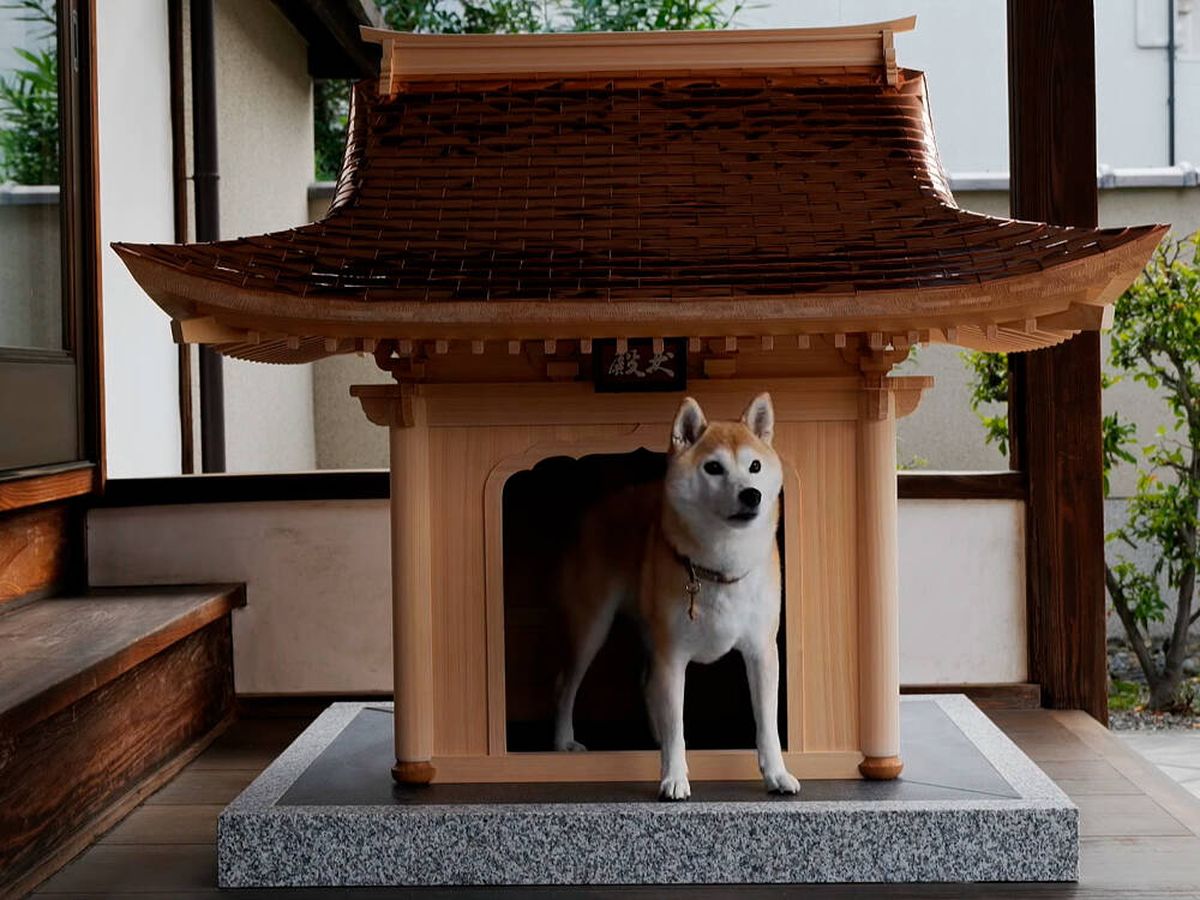 Japón crea la de lujo perros, solo para los bolsillos más pudientes