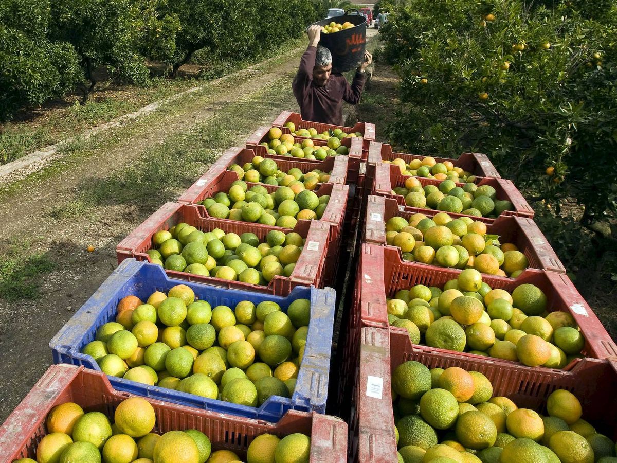 Foto: Cajas de naranja en la localidad de Gandía al inicio de la cosecha. (EFE/Rubén Francés)
