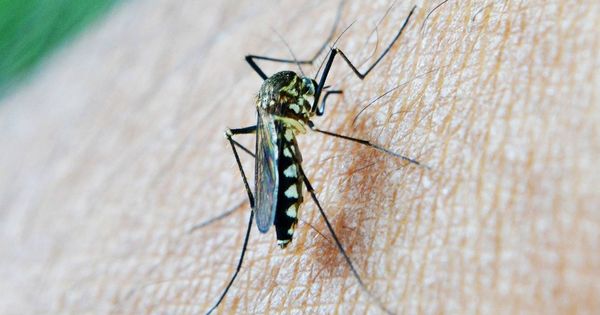 Foto: Un mosquito se posa sobre la piel de una persona | Pixabay