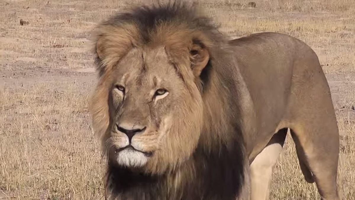 Un cazador mata por 50.000 euros a Cecil, el león más bello de Zimbabue