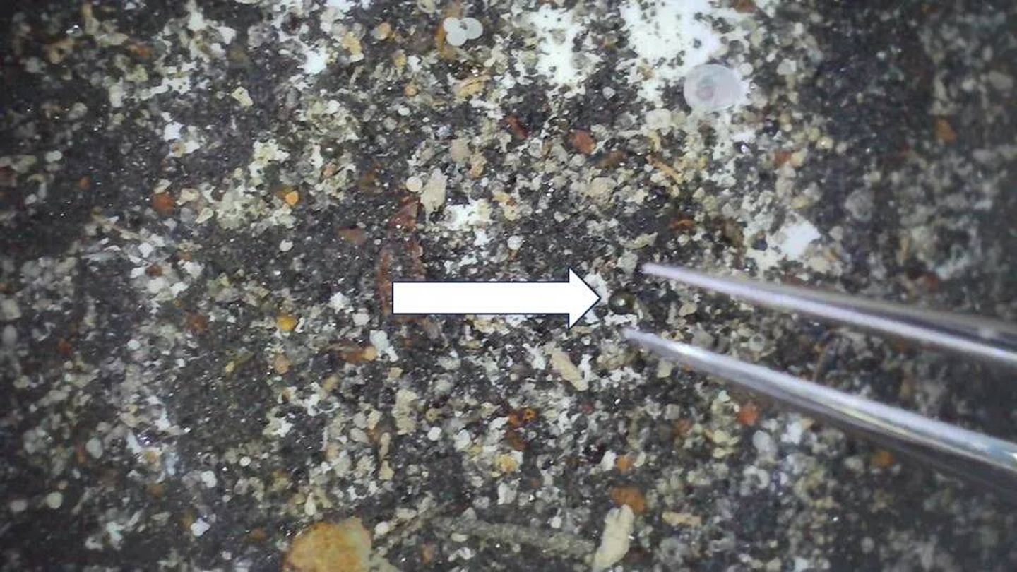 Material recogido con el trineo magnético en el yacimiento de IM1, que muestra una esférula rica en hierro de 0,4 milímetros de diámetro (flecha blanca) entre un fondo de concha y otros restos.