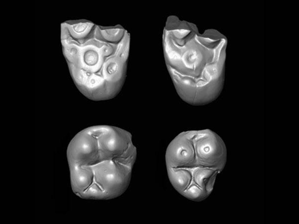 Foto: Restos de dientes de primate que han evidenciado el viaje. Foto: Erik Seiffert