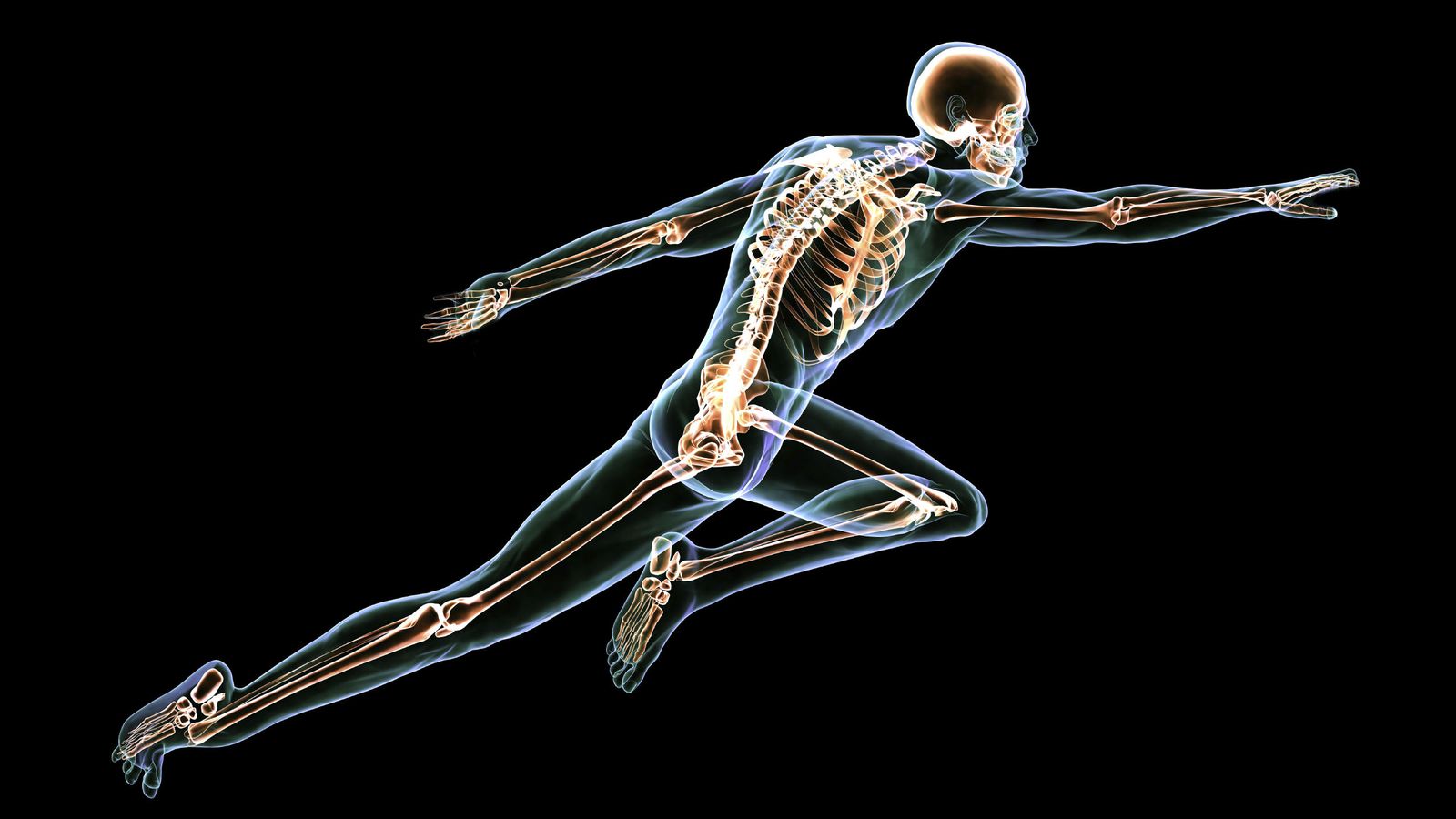 Foto: Nos olvidamos de ellos porque no se ven, pero los huesos son parte fundamental de nuestro organismo. (iStock)
