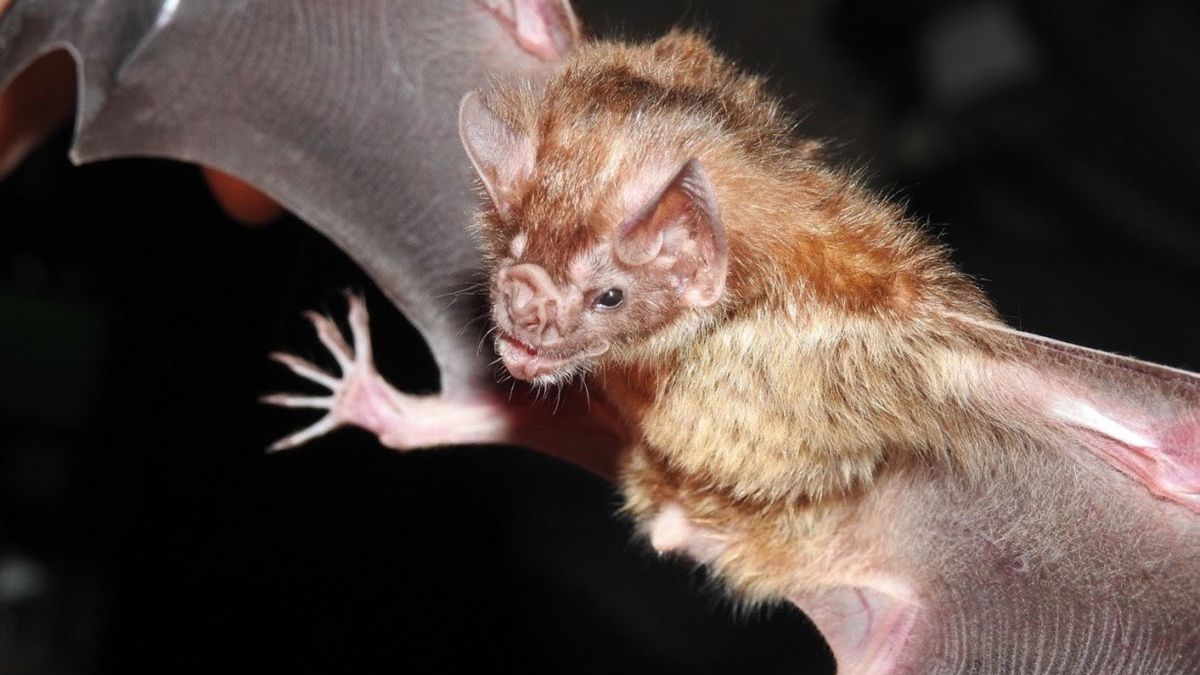 Nipah, la próxima amenaza del murciélago: el virus que provocaría una pandemia aún peor
