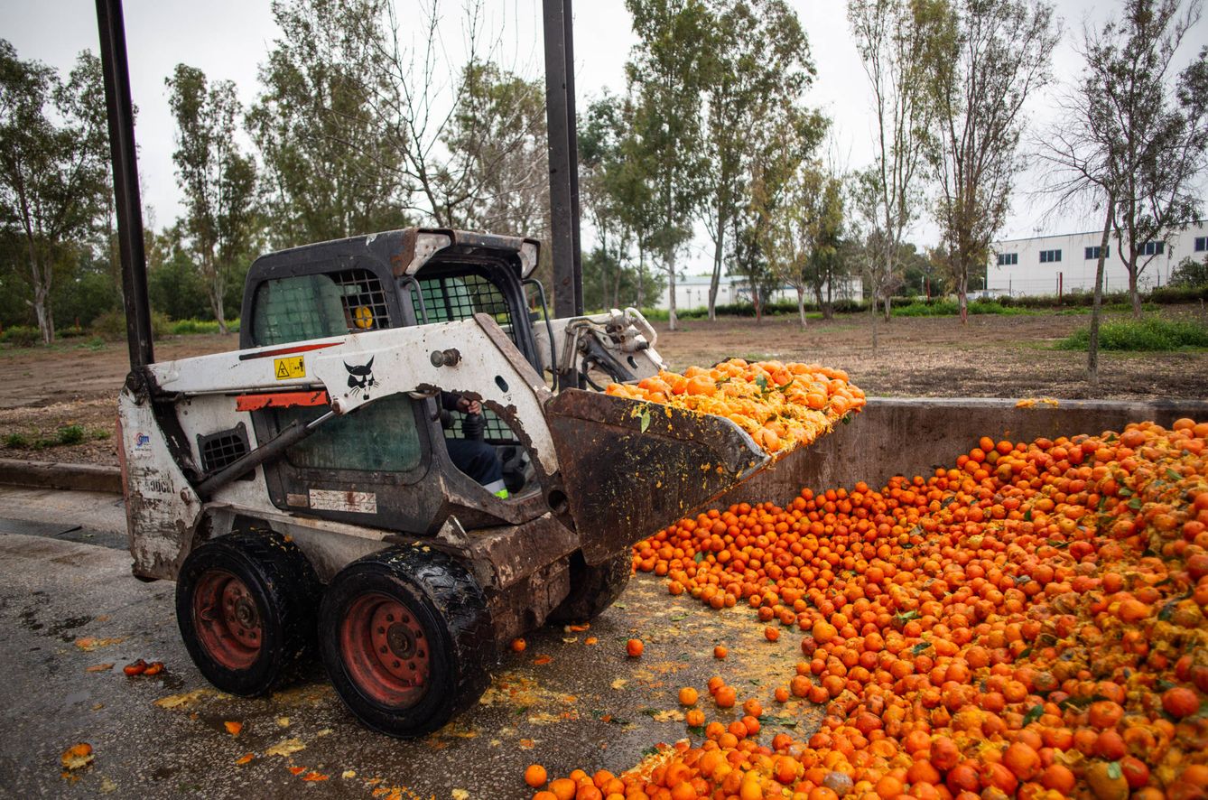 Un operario recogiendo las naranjas para vertirlas en una trituradora. (Fernando Ruso)