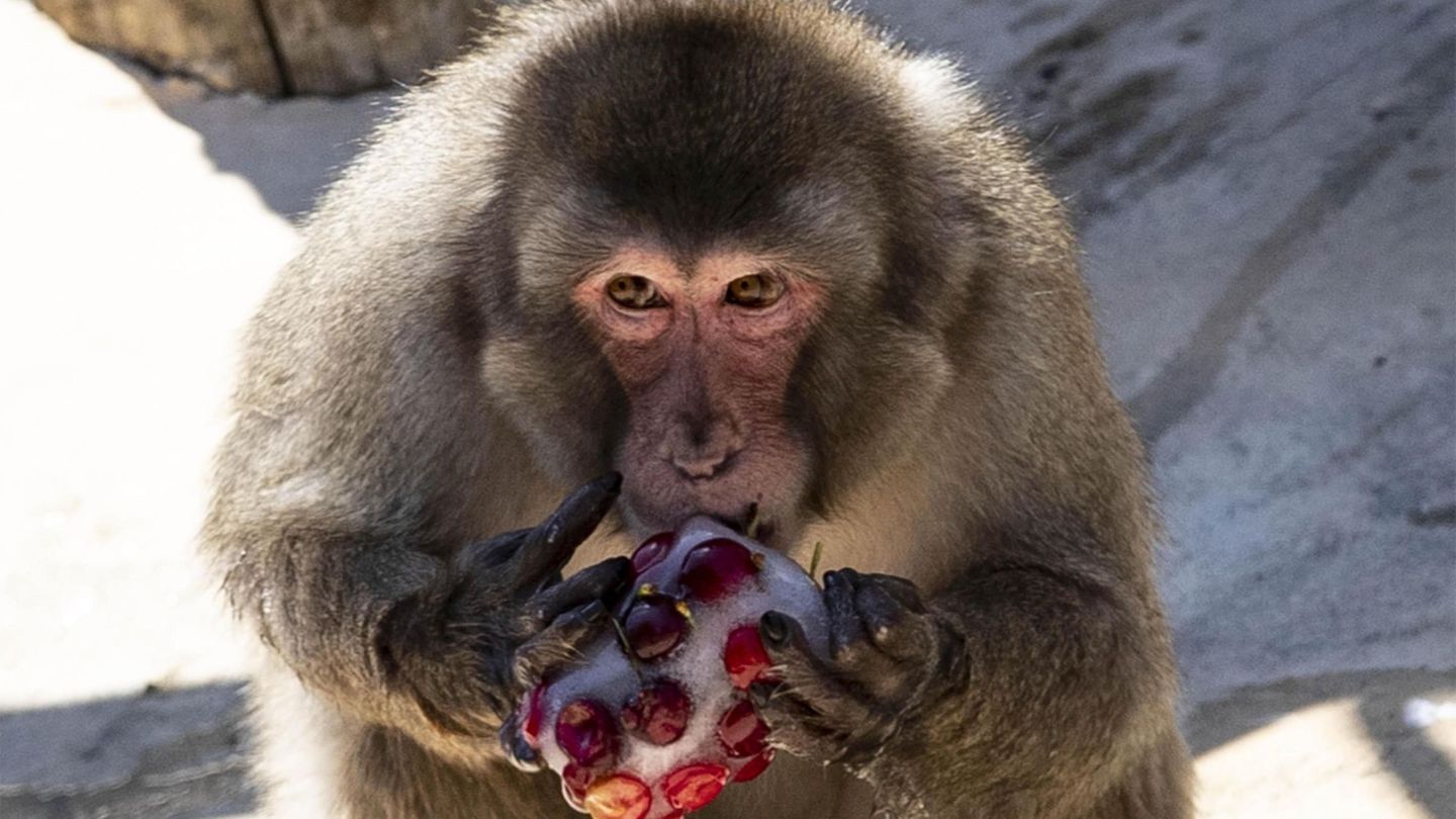 El macaco era famoso por robar fruta y objetos