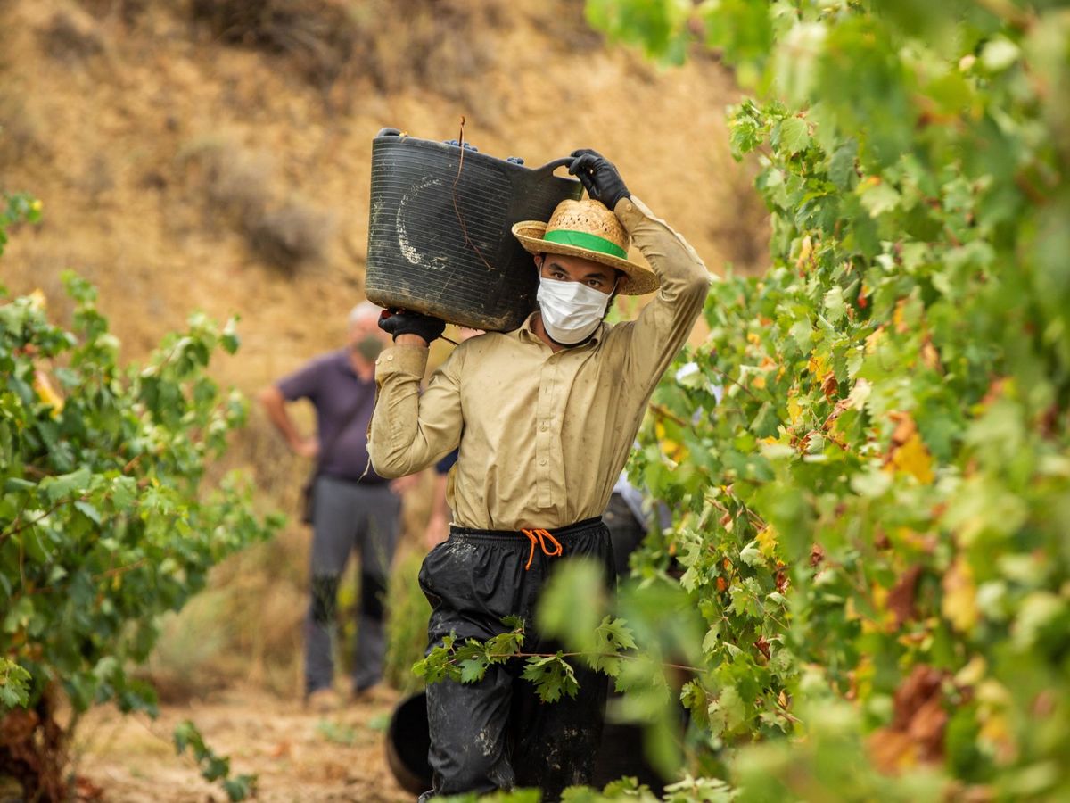 Foto: Un temporero, trabajando en la vendimia en La Rioja alavesa. (EFE/David Aguilar)