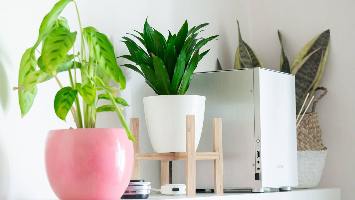 Bajan la temperatura y refrescan tu casa en verano: apunta estas 7 plantas que absorben el calor 