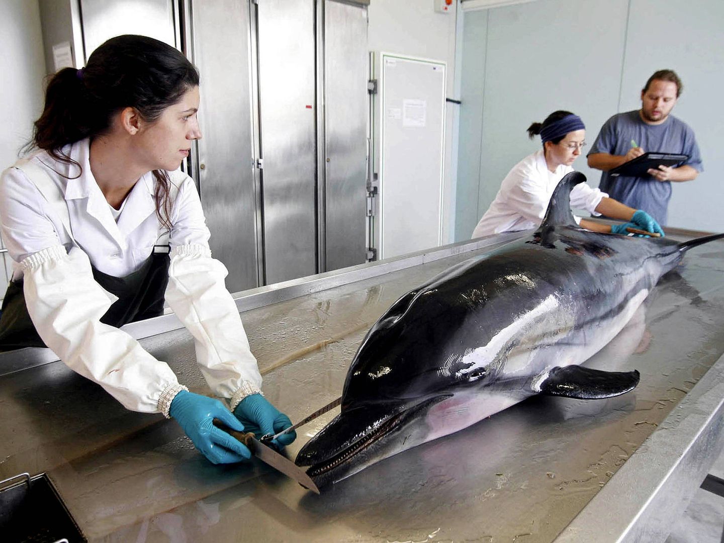 Biólogos de la Universidad de Valencia examinan el cuerpo de un delfín listado, del que descartaron tuviera un morbilivirus (EFE)