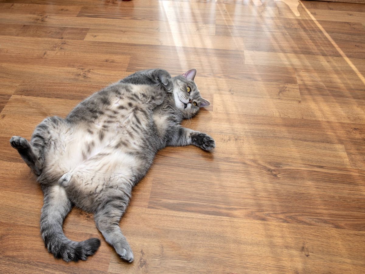 gato es obeso? Descubre ayudarle perder peso