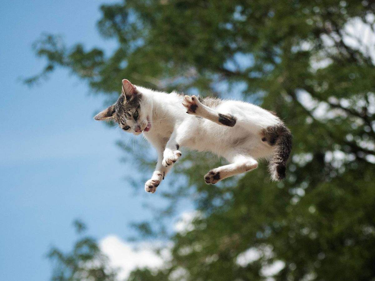 Foto: Un gato cae desde un árbol. (iStock)