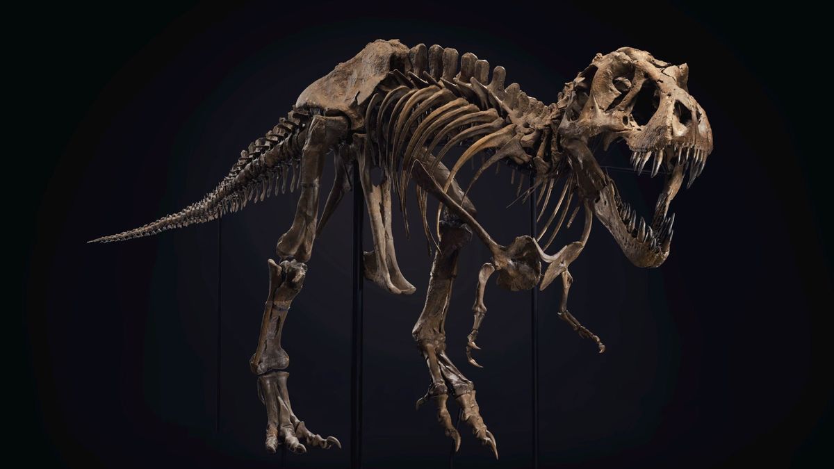 Así era el tatarabuelo del Tyrannosaurus rex: 230 M de años de 'viejo', cazador y muy ágil