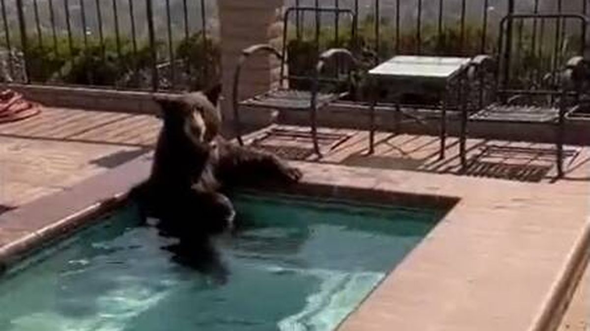 Pillan a un oso dándose un baño en un jacuzzi en Los Ángeles