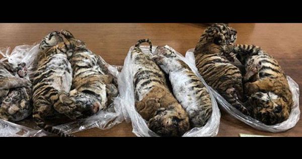 Foto: Los tigres aparecieron muertos en el interior de un coche (Foto: Cites.org)