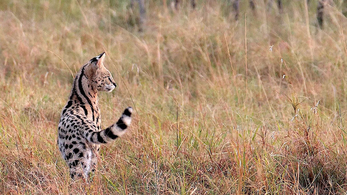 Foto: El serval es uno de los más bellos habitantes de la sabana africana. (Andoni Canela)