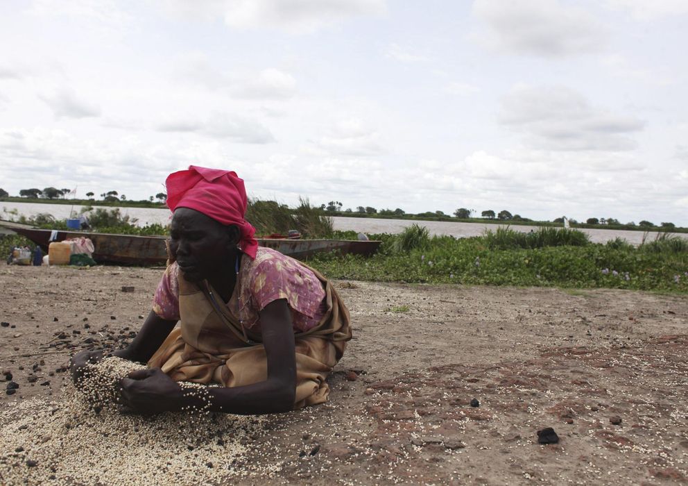 Foto: Una mujer de Sudán del Sur desplazada por las luchas internas recoge grano en Lul, en lo alto del Nilo. (Reuters)