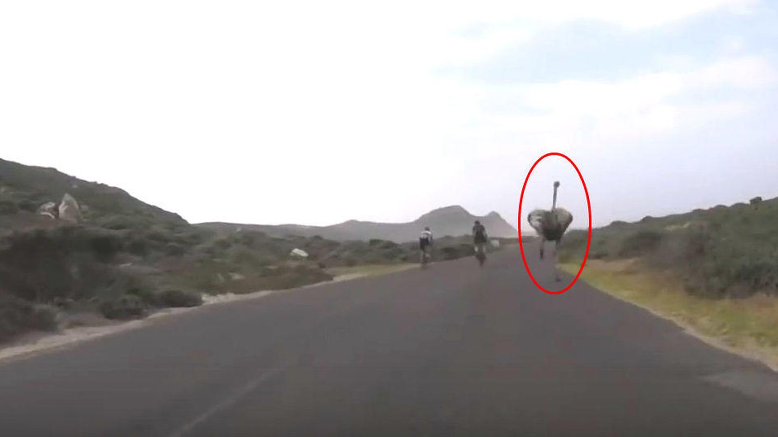 Foto: El avestruz, persiguiendo al grupo de ciclistas (YouTube/Oleksei Mishchenko)