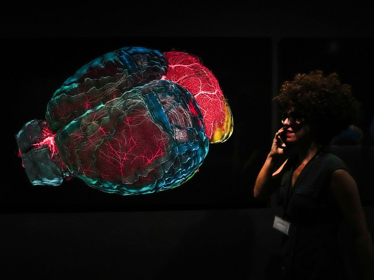 Foto: Exposición 'Cerebro(s)'. (EFE/Enric Fontcuberta)