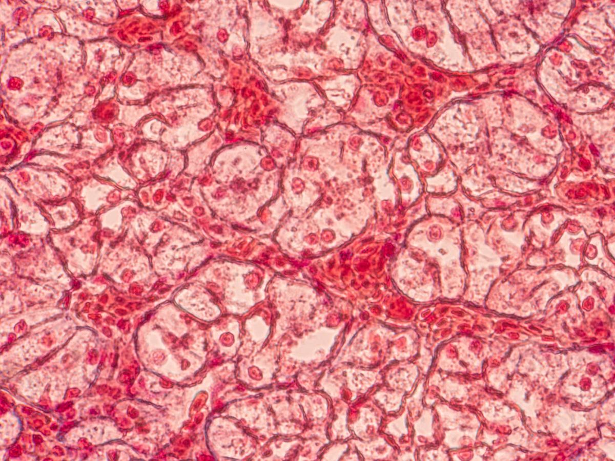 Foto: Células epiteliales. (iStock)