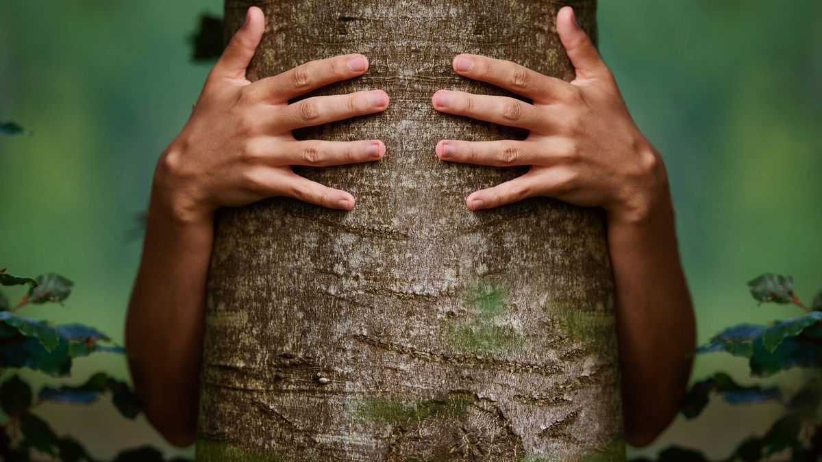 El biólogo que asegura que los árboles hablan un idioma que podemos aprender