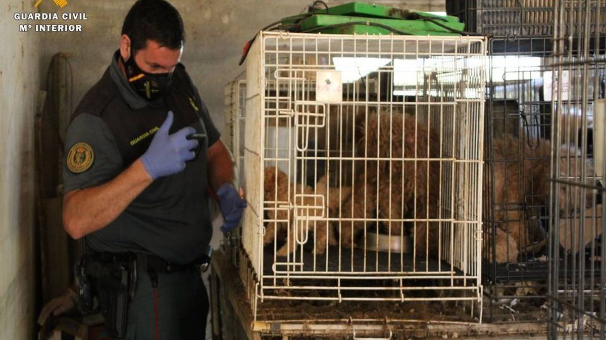 La Guardia Civil encuentra 544 perros en muy malas condiciones en una fica de Maella