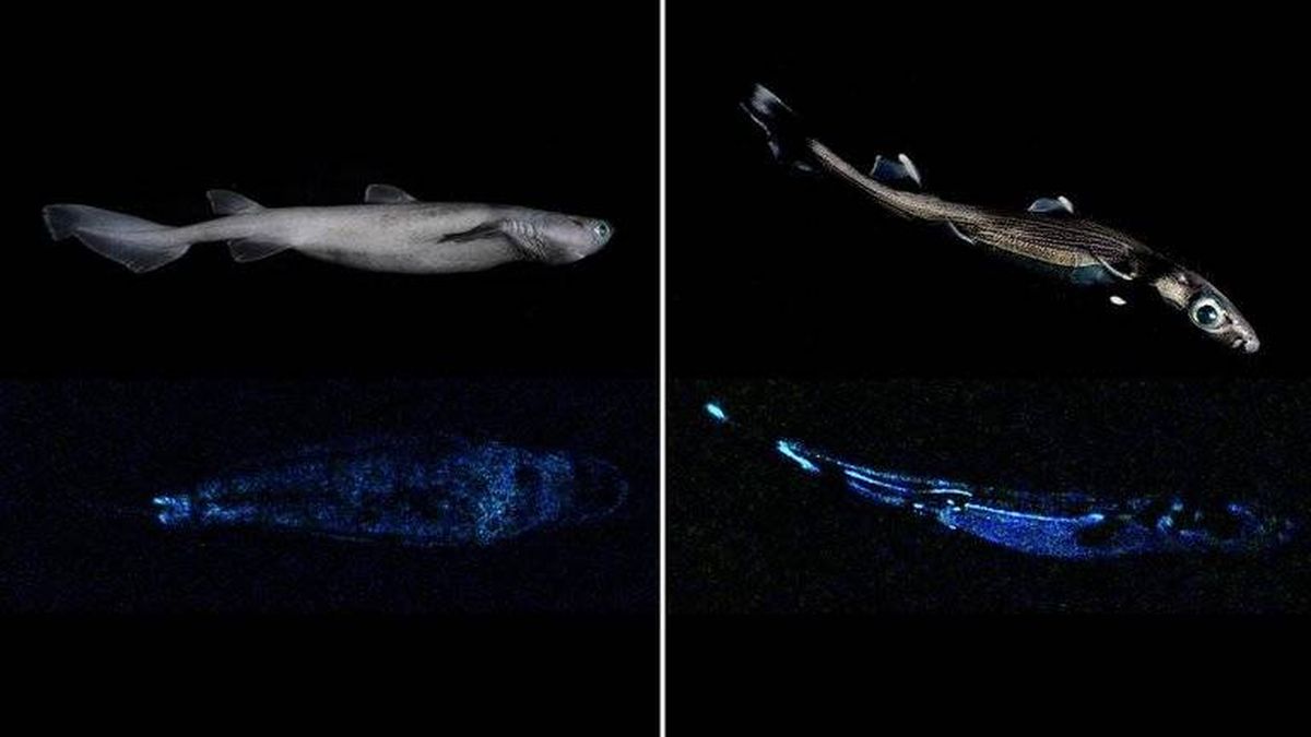 Encuentran en Nueva Zelanda el tiburón luminoso más grande del mundo con casi 2 m