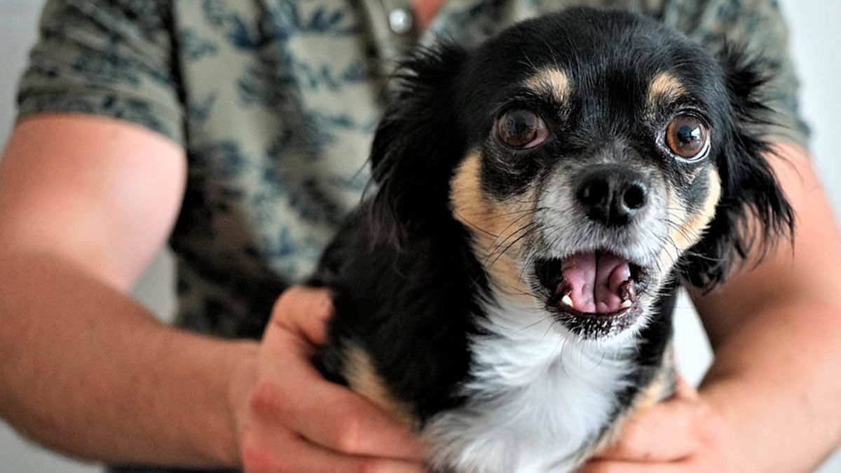 La divertida historia de un perro adoptado en EEUU que sólo responde al español
