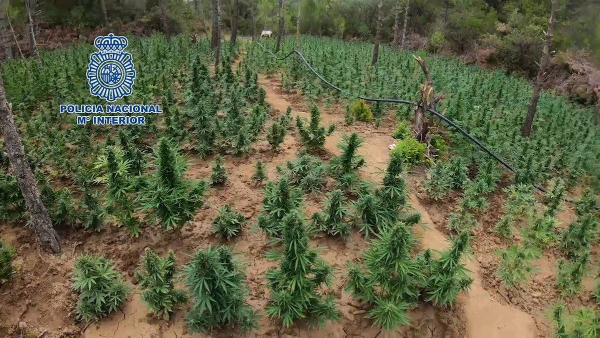 Los narcos albaneses han convertido el Prepirineo en montañas de marihuana