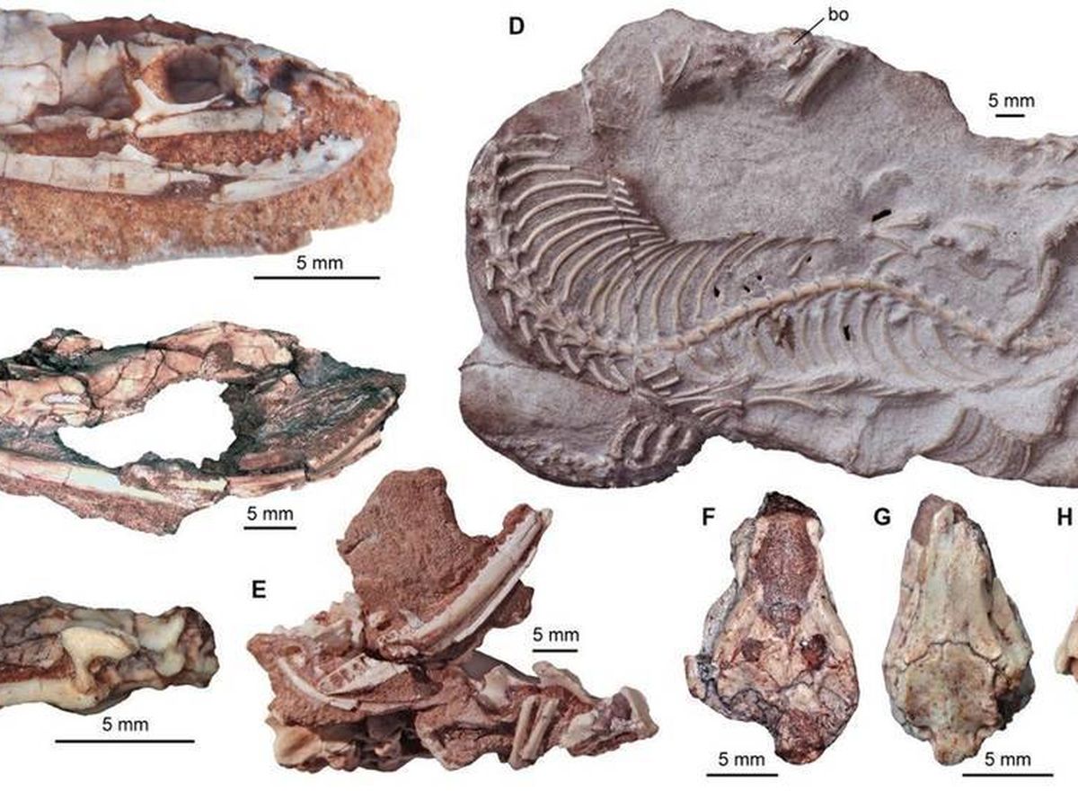 Foto: En la imagen A, el cráneo de la 'rionegrina'. (Fernando Garberoglio/Science Advances)