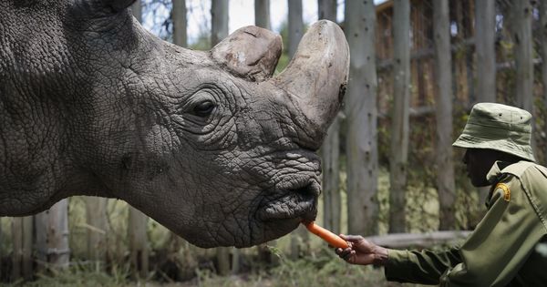 Foto: El último rinoceronte blanco. (EFE)