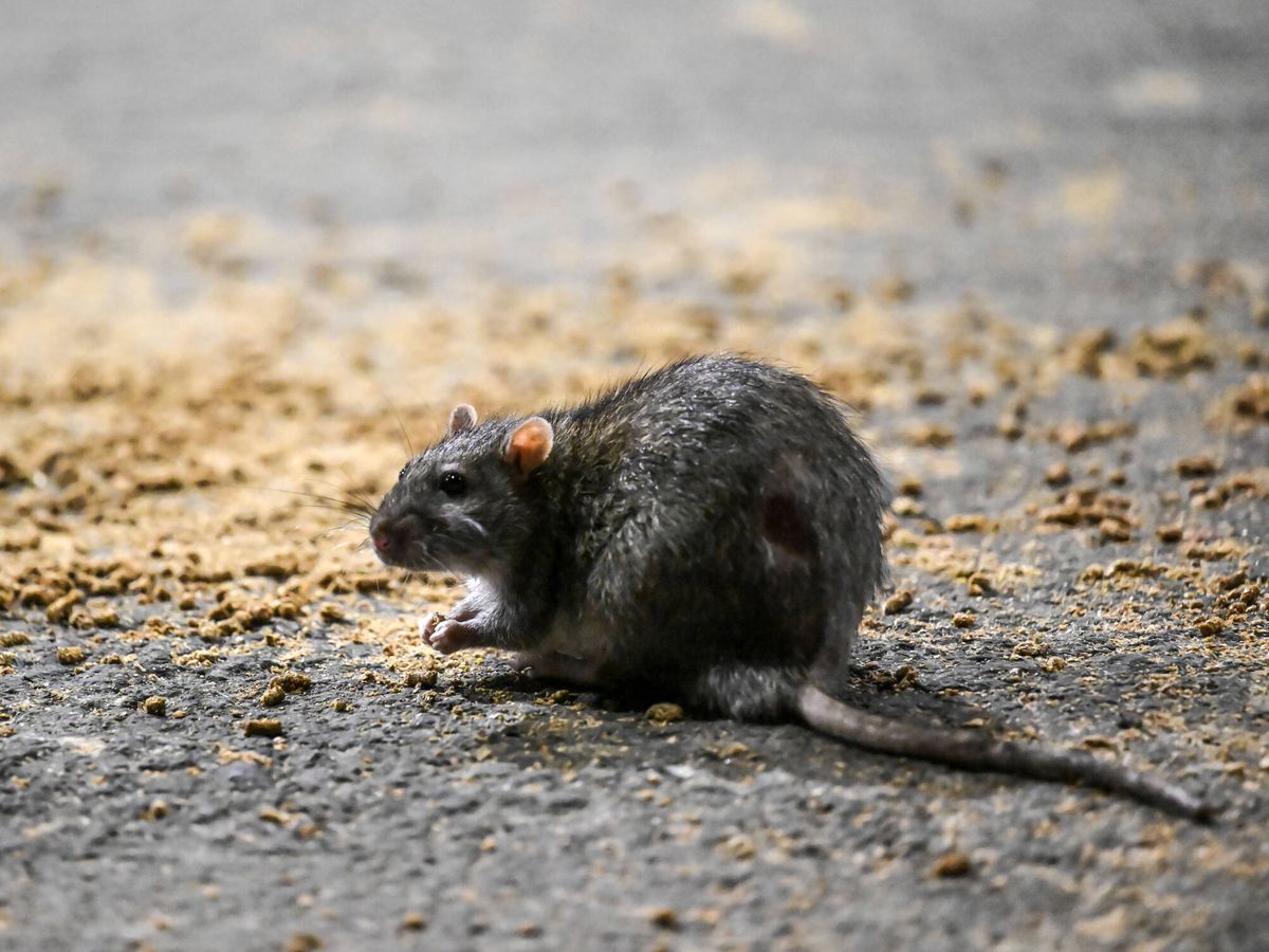 Foto: Imagen de archivo de una rata en Nueva York. (Getty Images)