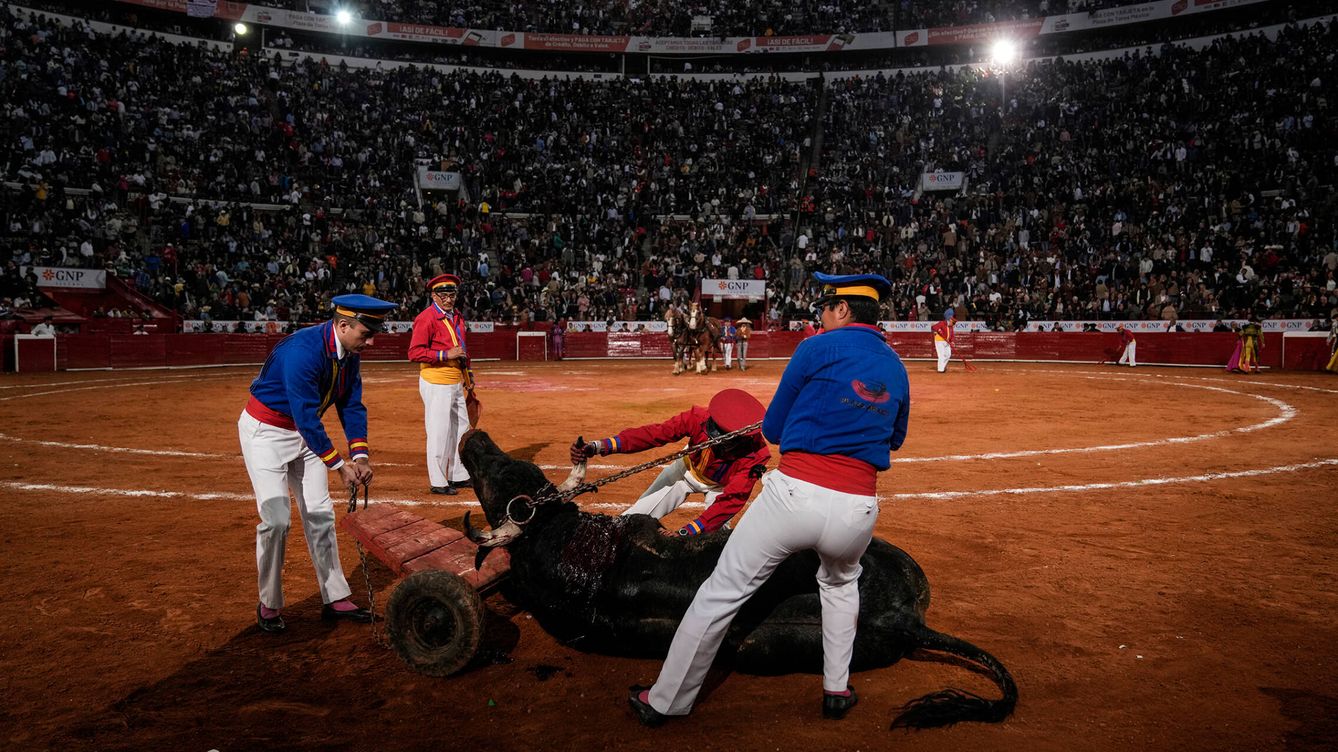 Foto: Trabajadores de la Plaza México retiran el cuerpo de un toro en su reapertura el pasado 28 de enero. (Getty/Cristopher Rogel Blanquet)