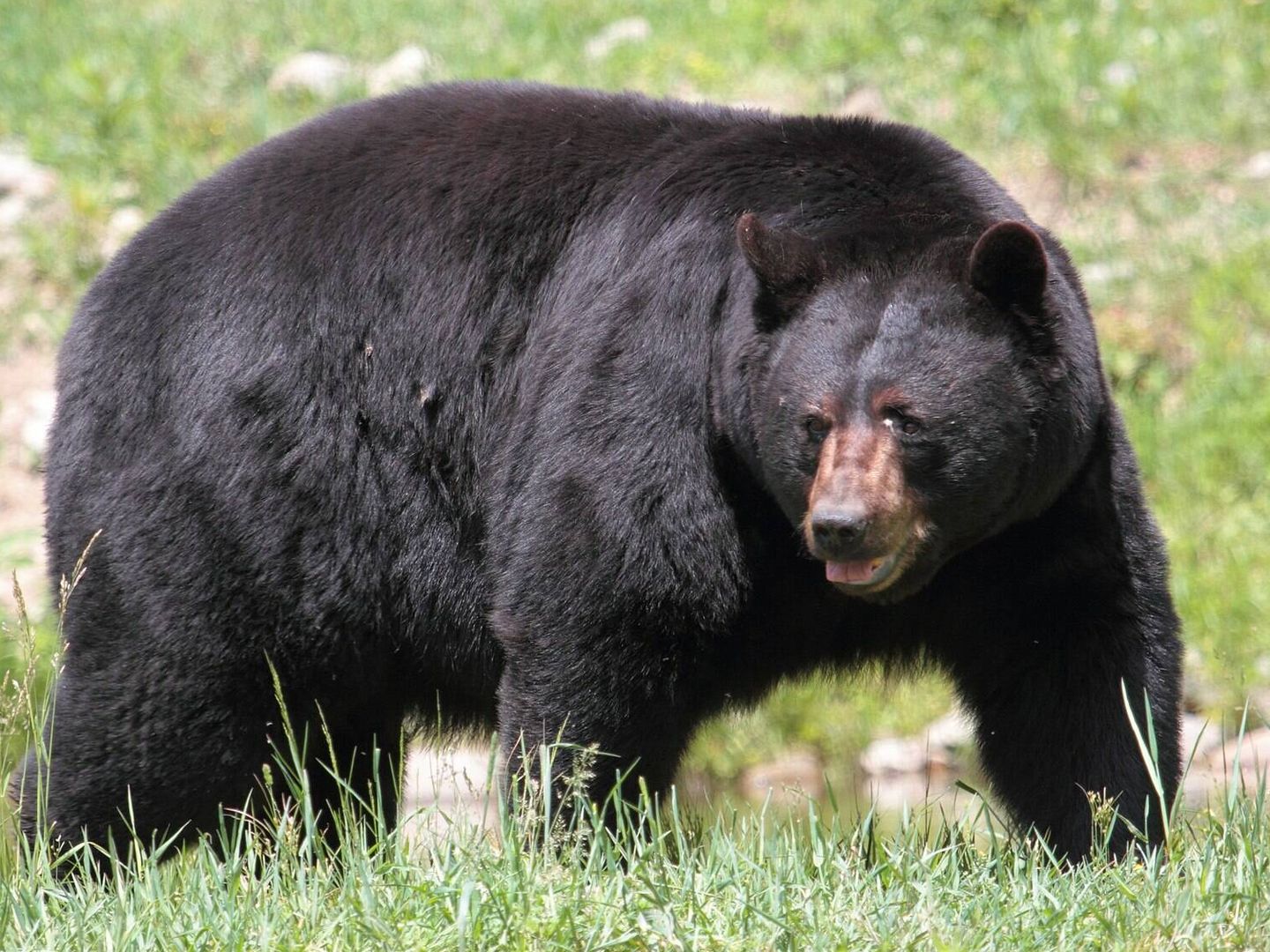 Un oso negro americano. (Wikipedia)