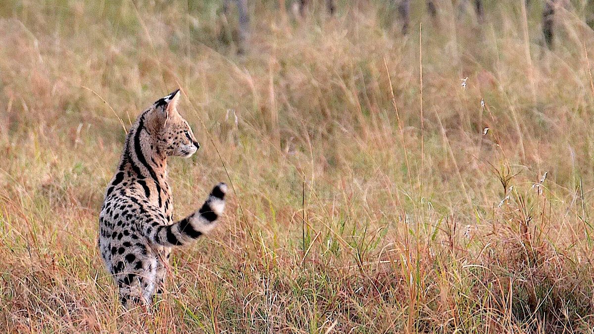 La esquiva belleza del serval: el pequeño gato africano