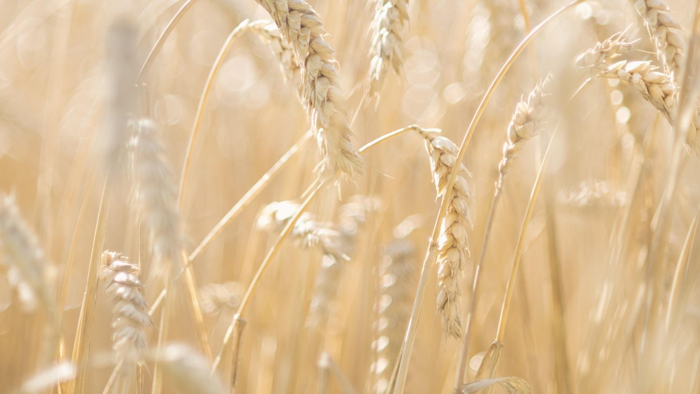 El trigo es mal compañero de los pacientes con enfermedad celiaca. (Corbis)
