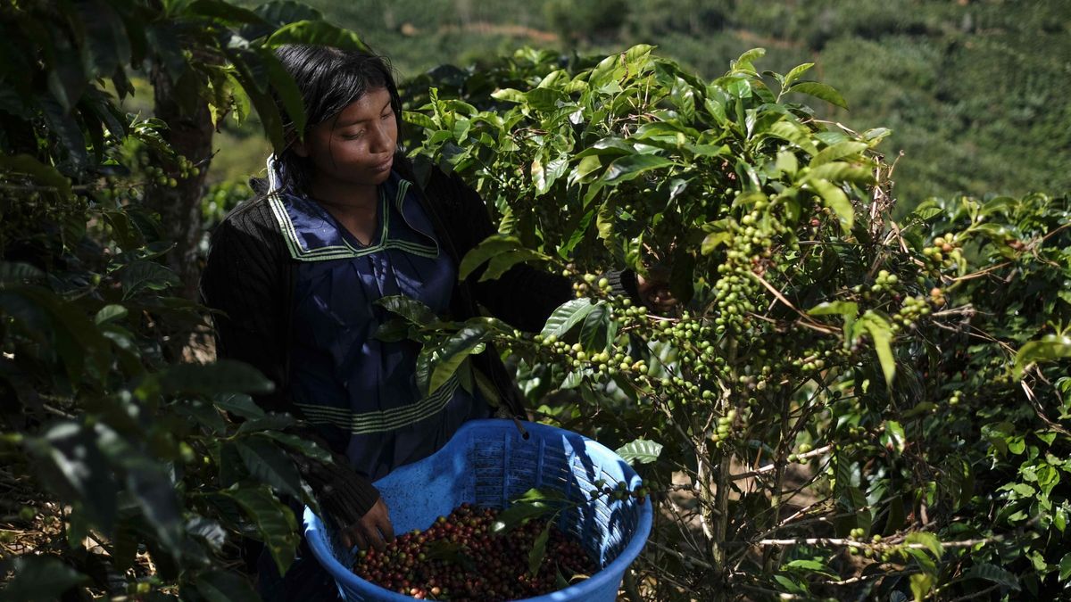 La pandemia acaba con el café: el consumo mundial cae a mínimos de una década