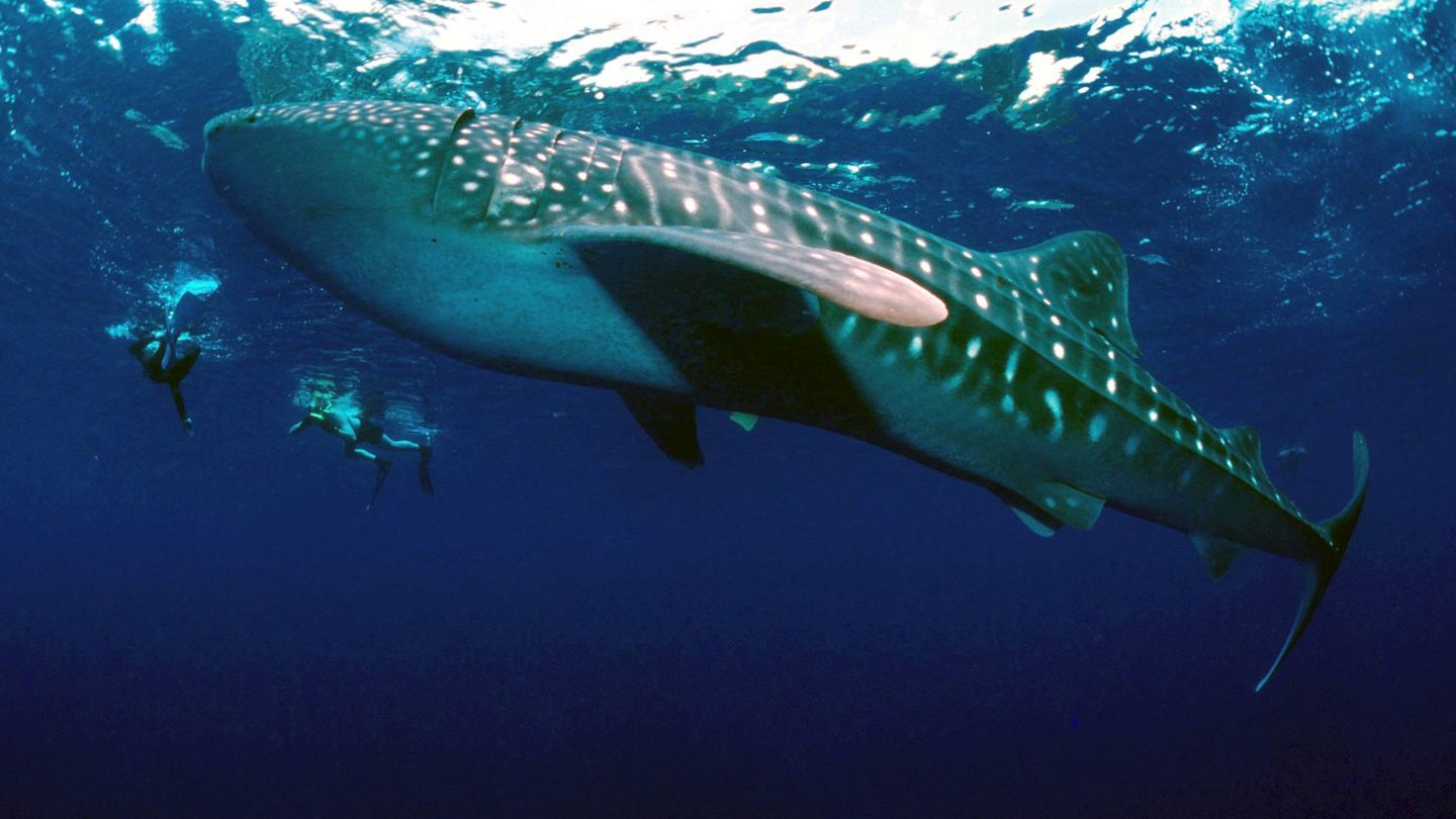 Fotografía facilitada por WWF International de un tiburón ballena que nada en la reserva marina de Ningaloo (EFE)