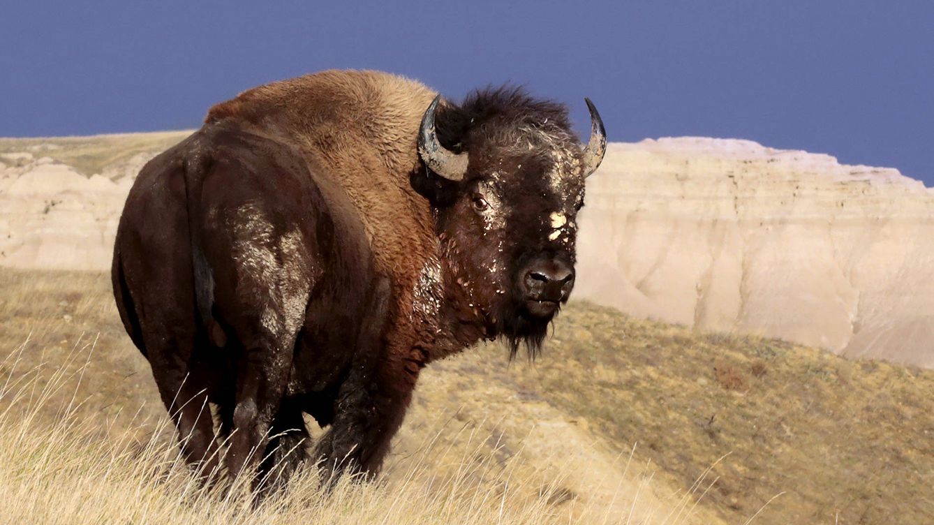 Foto: Un bisonte en las 'Badlands' norteamericanas. (Andoni Canela)