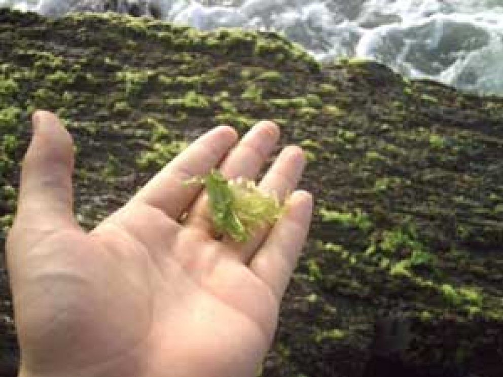 Foto: Algas: descubra los grandes beneficios de las verduras del mar