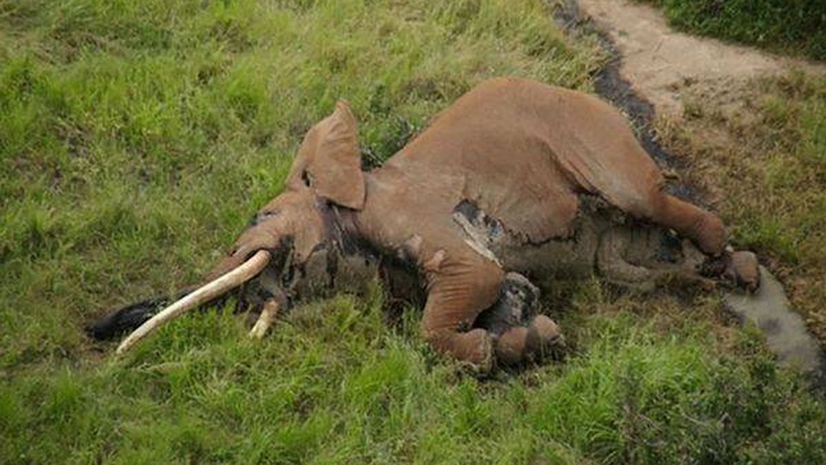 Cazadores furtivos matan a Satao II, el elefante más importante de Kenia