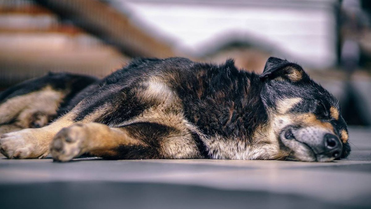 Detienen a un falso veterinario cuando cortaba las orejas a un perro
