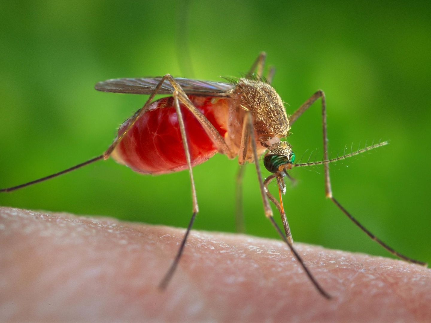Un ejemplar de mosquito Culex. (Foto: Reuters)